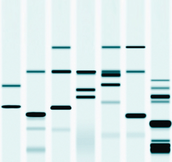 DNA