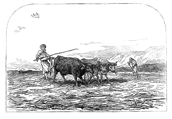 The Clever Ox